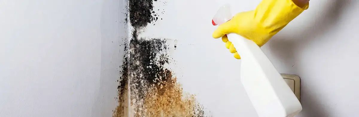 visible mold growth on an interior wall being treated during mold removal service in Baltimore, MD